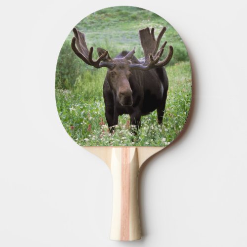 Bull moose Alces alces in wildflowers Ping Pong Paddle