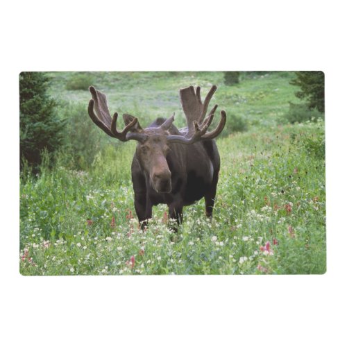 Bull moose Alces alces in wildflowers Placemat