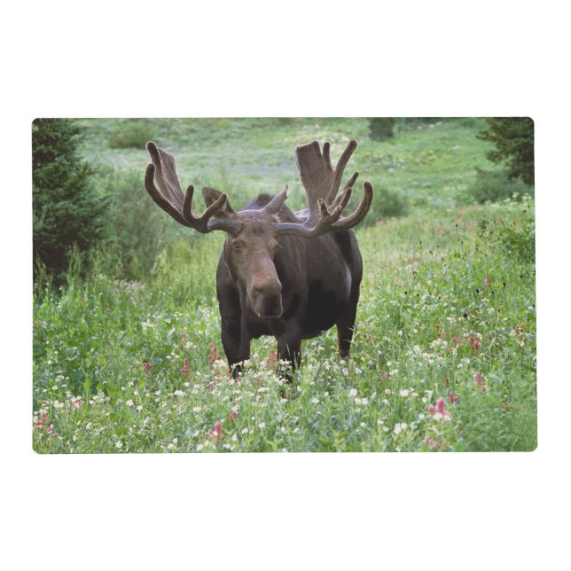 Bull moose Alces alces) in wildflowers, Placemat (Front)