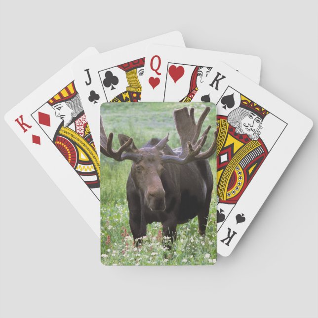 Bull moose Alces alces) in wildflowers, Poker Cards (Back)