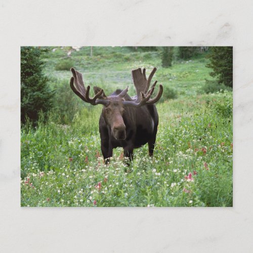 Bull moose Alces alces in wildflowers Postcard