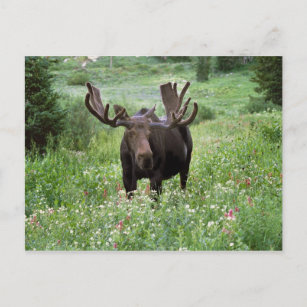 Bull moose Alces alces) in wildflowers, Postcard