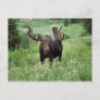 Bull moose Alces alces) in wildflowers, Postcard