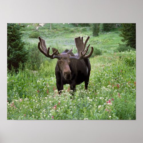 Bull moose Alces alces in wildflowers Poster