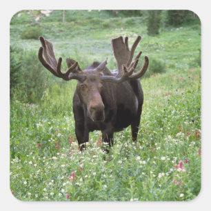 Bull moose Alces alces) in wildflowers, Square Sticker