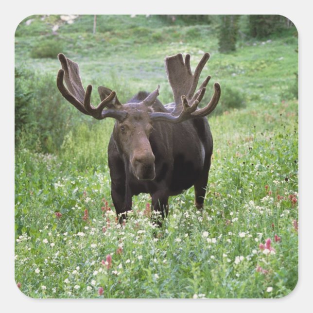 Bull moose Alces alces) in wildflowers, Square Sticker (Front)