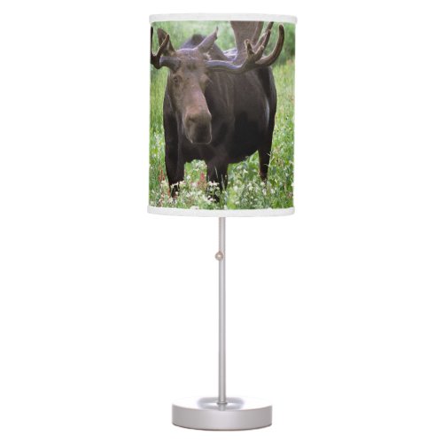 Bull moose Alces alces in wildflowers Table Lamp