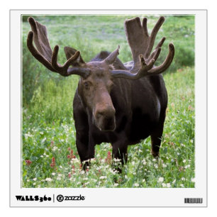 Bull moose Alces alces) in wildflowers, Wall Decal