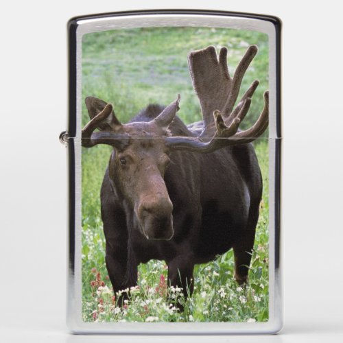 Bull moose Alces alces in wildflowers Zippo Lighter