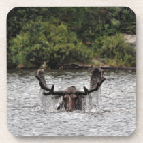Bull Moose Beverage Coaster
