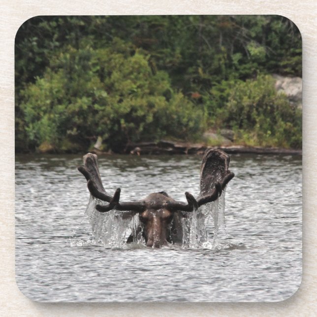 Bull Moose Beverage Coaster (Front)