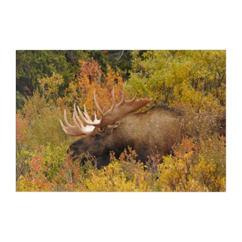 Bull Moose  Denali National Park Alaska Acrylic Print