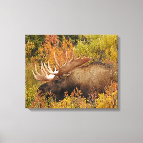 Bull Moose  Denali National Park Alaska Canvas Print