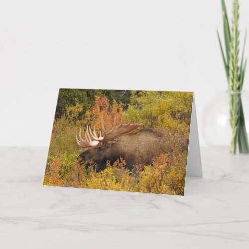Bull Moose  Denali National Park Alaska Card