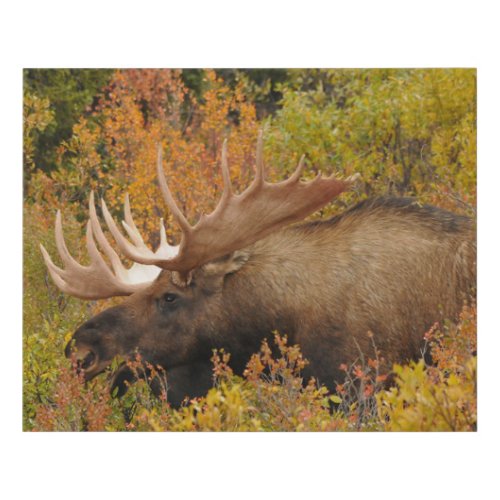 Bull Moose  Denali National Park Alaska Faux Canvas Print