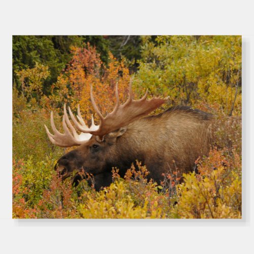 Bull Moose  Denali National Park Alaska Foam Board