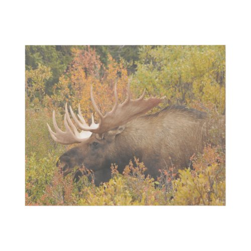 Bull Moose  Denali National Park Alaska Gallery Wrap