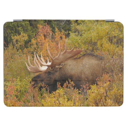 Bull Moose  Denali National Park Alaska iPad Air Cover