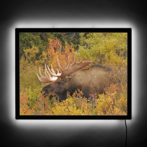 Bull Moose  Denali National Park Alaska LED Sign