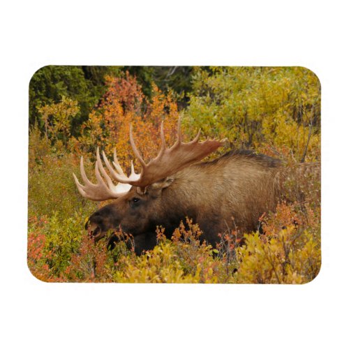 Bull Moose  Denali National Park Alaska Magnet