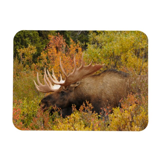 Bull Moose | Denali National Park, Alaska Magnet (Horizontal)