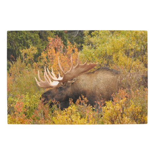 Bull Moose  Denali National Park Alaska Metal Print