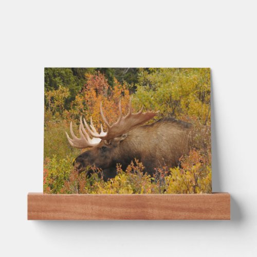 Bull Moose  Denali National Park Alaska Picture Ledge
