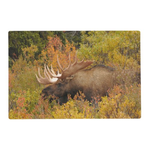 Bull Moose  Denali National Park Alaska Placemat
