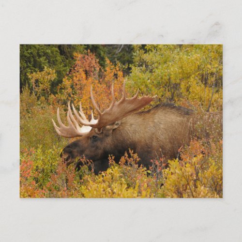 Bull Moose  Denali National Park Alaska Postcard