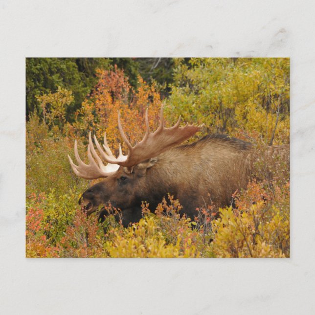 Bull Moose | Denali National Park, Alaska Postcard (Front)