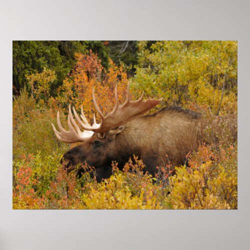 Bull Moose  Denali National Park Alaska Poster