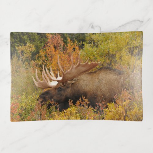 Bull Moose  Denali National Park Alaska Trinket Tray