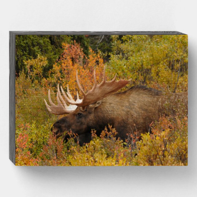 Bull Moose | Denali National Park, Alaska Wooden Box Sign (Front Horizontal)