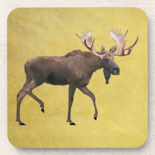Bull Moose Drink Coaster