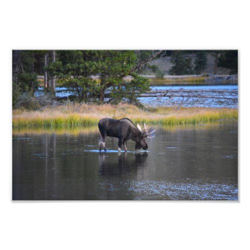 Bull Moose Drinking in Sprague Lake Colorado Photo Print