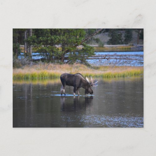 Bull Moose Drinking in Sprague Lake Colorado Postcard
