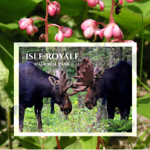 Bull Moose Duel, Isle Royale Postcard