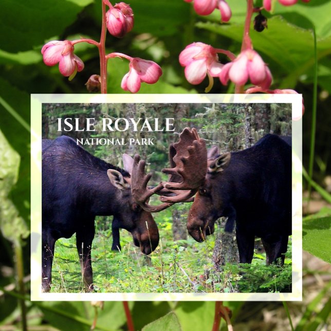 Bull Moose Duel, Isle Royale Postcard (Creator Uploaded)