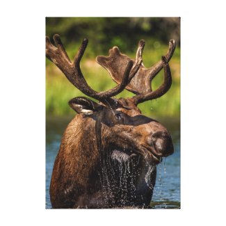 Bull moose feeding in Glacier National Park Canvas Print