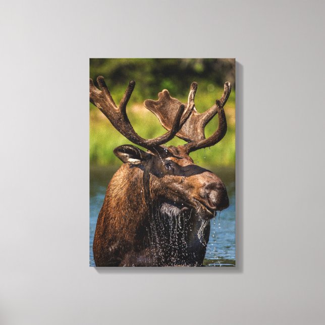 Bull moose feeding in Glacier National Park Canvas Print (Front)
