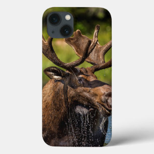 Bull moose feeding in Glacier National Park iPhone 13 Case