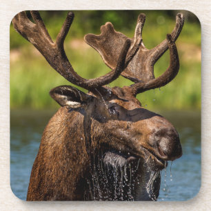 Bull moose feeding in Glacier National Park Coaster