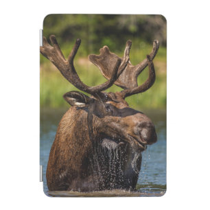 Bull moose feeding in Glacier National Park iPad Mini Cover