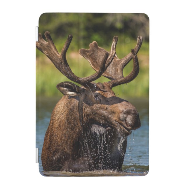 Bull moose feeding in Glacier National Park iPad Mini Cover (Front)