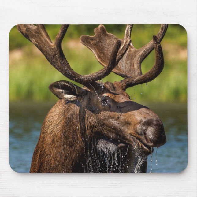 Bull moose feeding in Glacier National Park Mouse Pad (Front)