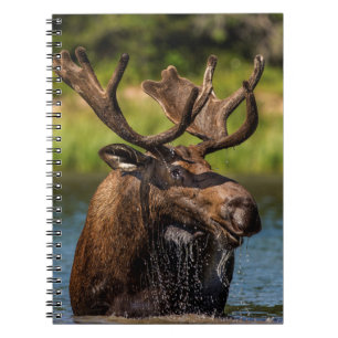 Bull moose feeding in Glacier National Park Notebook
