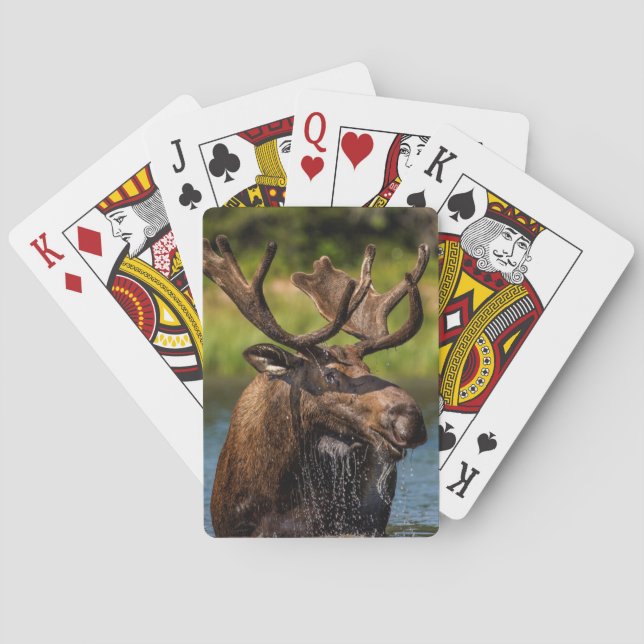 Bull moose feeding in Glacier National Park Poker Cards (Back)