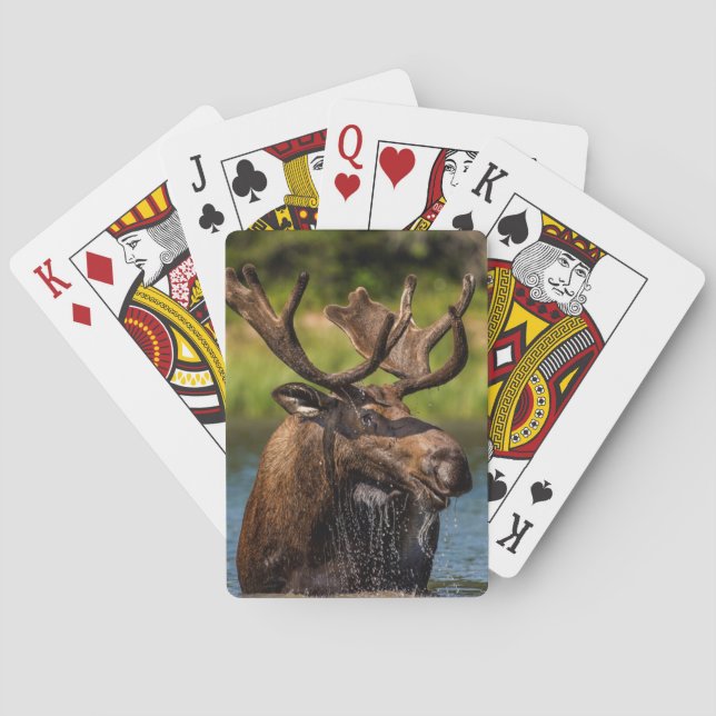 Bull moose feeding in Glacier National Park Poker Cards (Back)