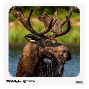Bull moose feeding in Glacier National Park Wall Sticker