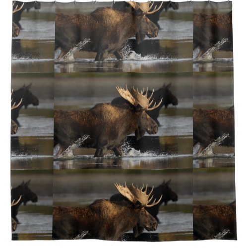 Bull Moose  Female Shower Curtain